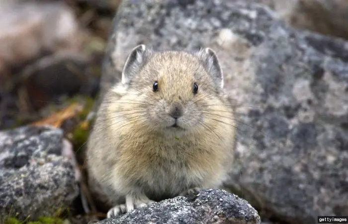이름이 "우는 토끼”인 희귀 동물.jpg | 인스티즈