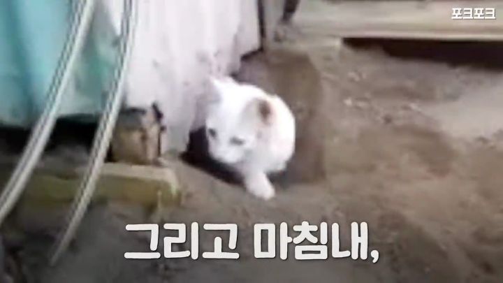 창고밑에 갇힌 고양이를 구하려는 토끼 | 인스티즈
