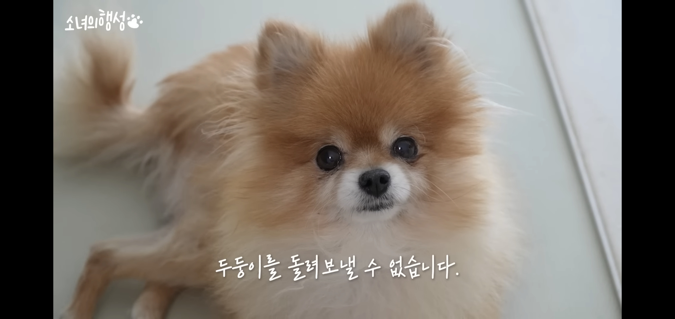 번식장에서 강아지 구조 후 치료했더니 절도죄로 고소당한 유튜버.jpg | 인스티즈