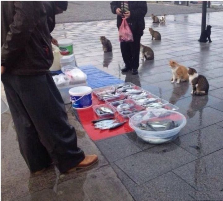 고양이와 생선 | 인스티즈