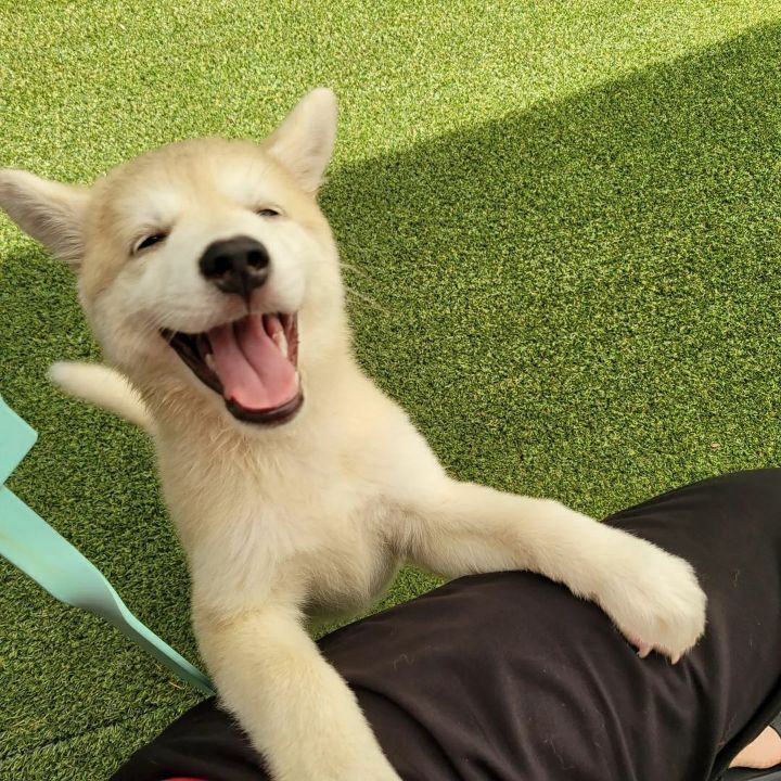 유기견 애들 다 상처받고 못생기고ㅠ 좀그래.. | 인스티즈