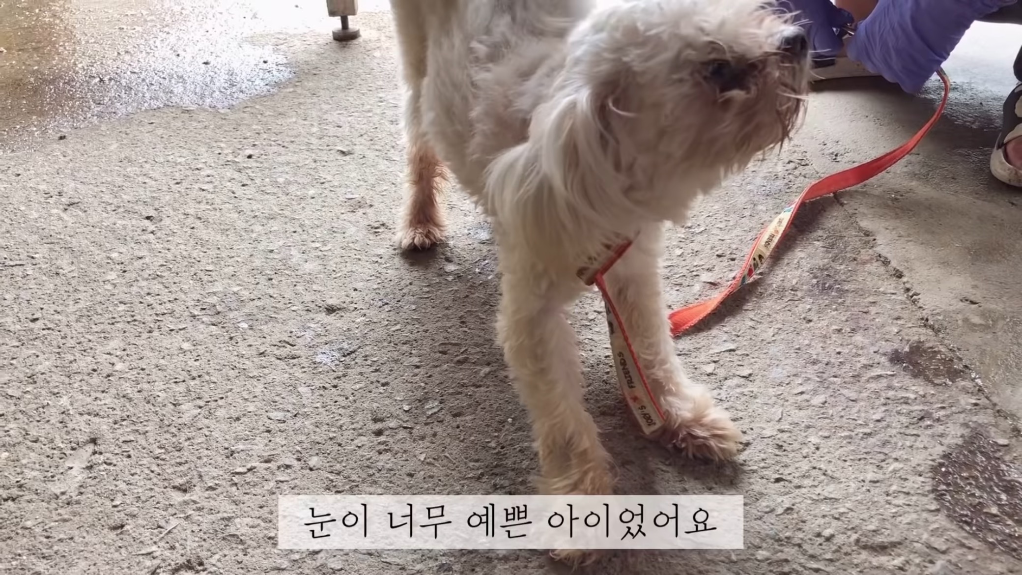 "공고번호 411번" 강아지가 입양되기 전 후 모습.jpgif | 인스티즈