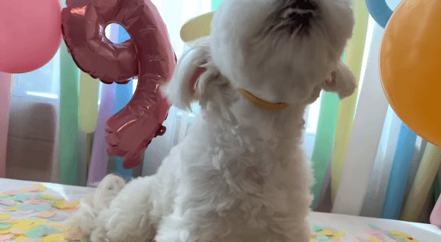 생일이 뭔진 모르겠지만 아무튼 신난 재롱이 | 인스티즈