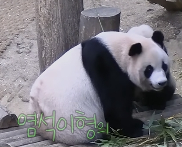 맹수소리내는 아이바오🐼 | 인스티즈