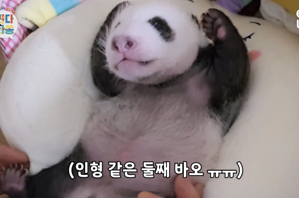 벌써부터 돼지판다..의 조짐이 보이는 푸바오 동생 둘째바오 | 인스티즈