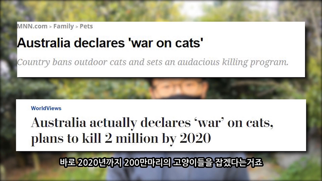 고양이가 자연생태계에 끼치는 심각한 영향(새 사체사진있음) | 인스티즈