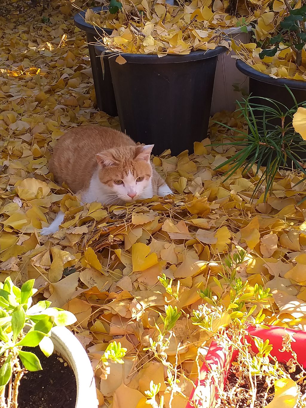 길에서 고양이 보면 사진을 안 찍고는 지나갈 수 없는 병에 걸림 😚🐈‍⬛🐈 | 인스티즈