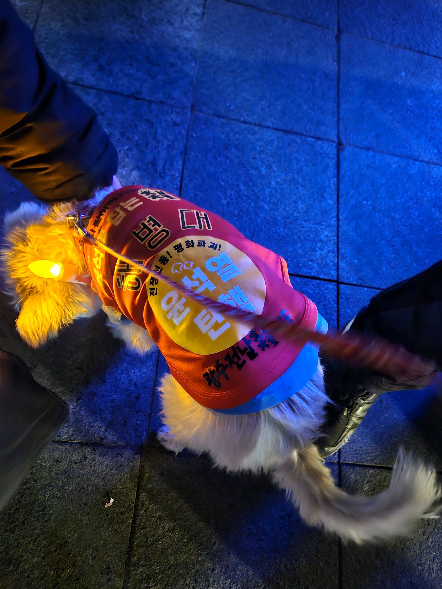 너나지켜 소리 나오는 어제 탄핵 시위 해병대 강아지.twt | 인스티즈