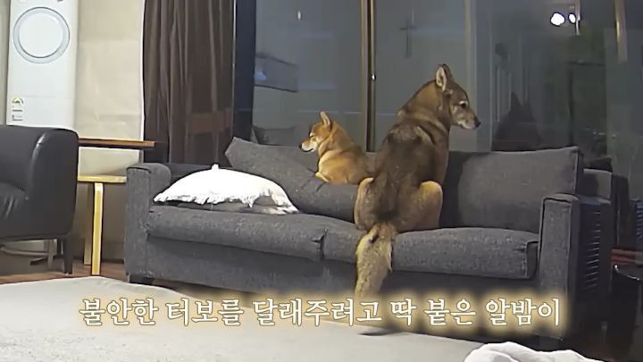 집에 강아지들끼리만 남겨졌을때 | 인스티즈