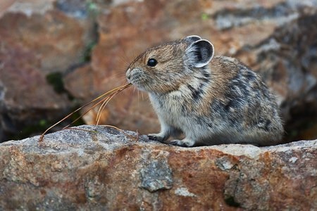 이름이 "우는 토끼”인 희귀 동물.jpg | 인스티즈