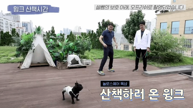 교통사고난 유기견 입양한 설채현 수의사 그리고 윙크 근황😉 | 인스티즈