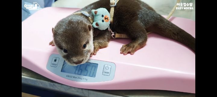 의사 선생님 품이 너무 좋은 아기수달 (아기수달 생애 첫 건강검진) | 인스티즈