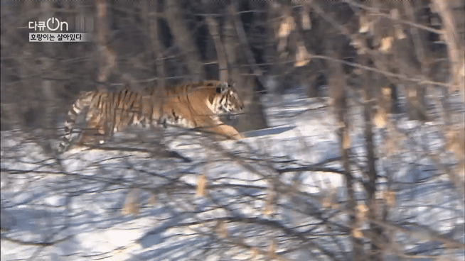 '절멸'의 '한국 호랑이'. 🐅 그 100년간의 이야기. -마지막- | 인스티즈