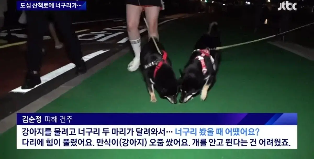 산책로에서 너구리를 만나면 강아지를 바로 안아들어야함 | 인스티즈