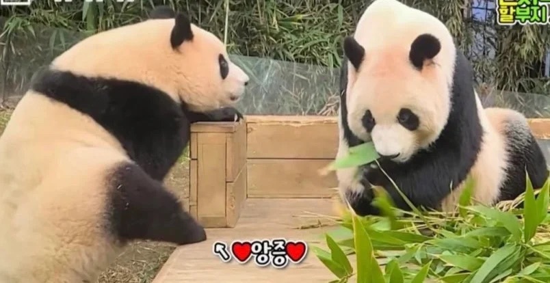 ?? : 진짜 우리나라 판다 애들이 다리 짧아? | 인스티즈