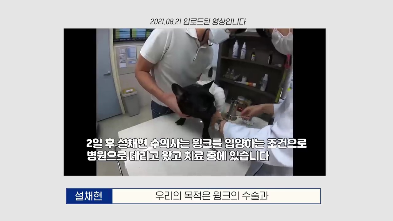 교통사고난 유기견 입양한 설채현 수의사 그리고 윙크 근황😉 | 인스티즈