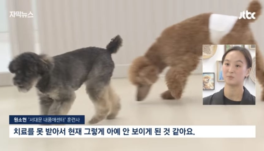 6일 동안 1000마리 버렸다... 연휴가 불러온 악순환 | 인스티즈