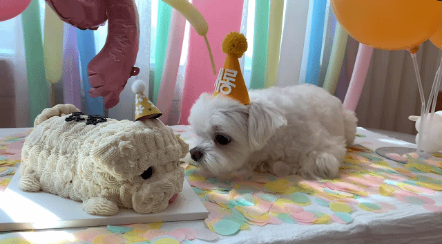 생일이 뭔진 모르겠지만 아무튼 신난 재롱이 | 인스티즈