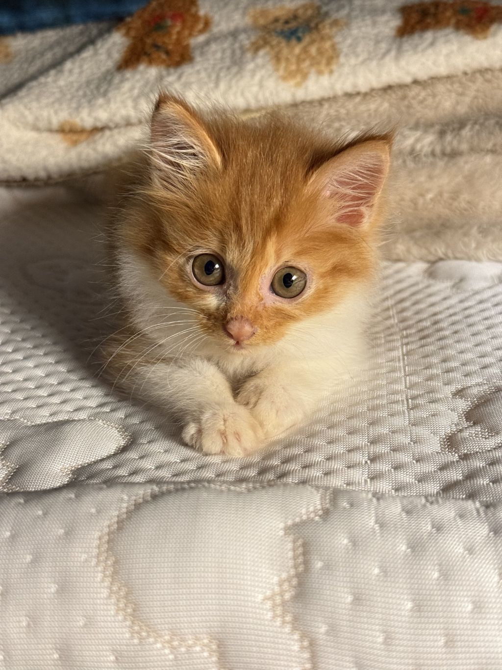 [입양홍보] 눈이 붙고 꼬리가 잘리고 링웜에 기아로 발견됐다 용된 고양이 - 품종느낌 사라졌다고 입양취소됨 | 인스티즈