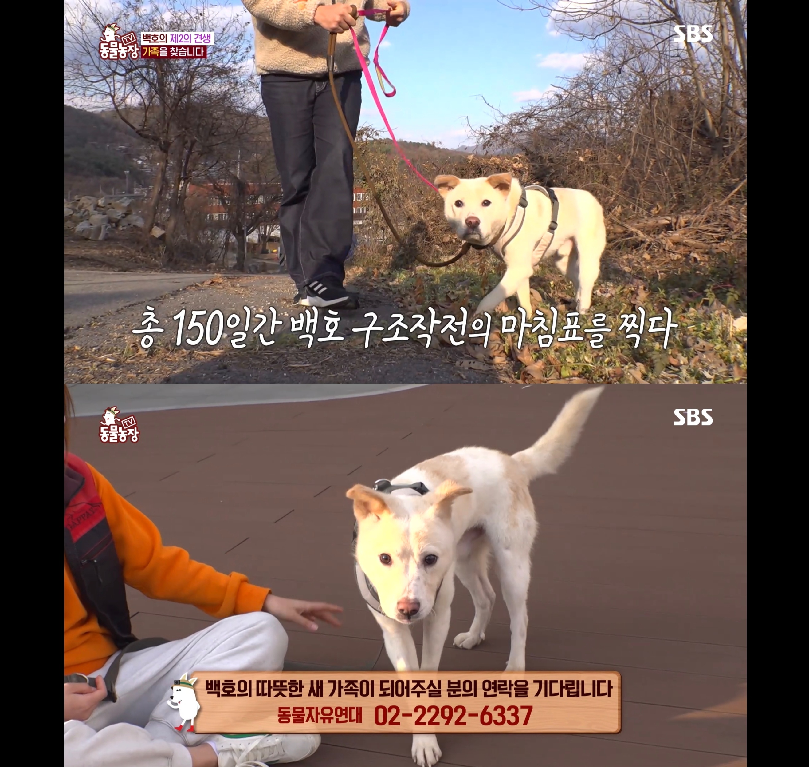 개가 너무 똑똑해서 역대급으로 구조 힘들었던 이번주 동물농장 방송.jpg | 인스티즈