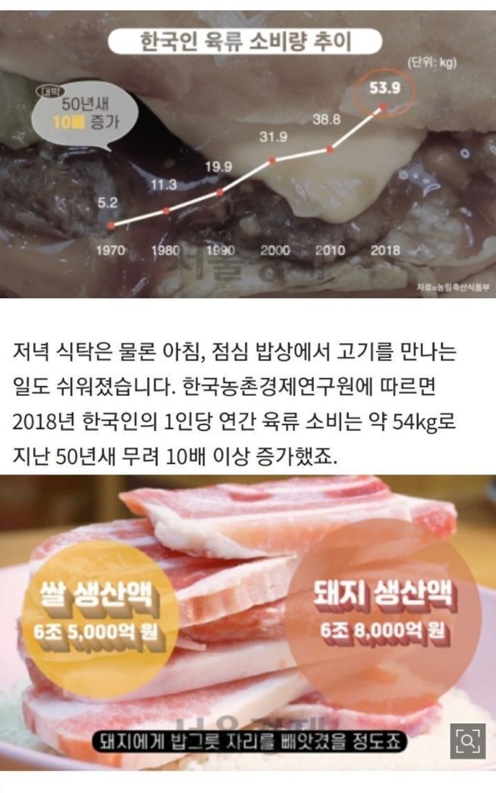 태어나자마자 바쁜 아기 돼지 (혐오주의) | 인스티즈