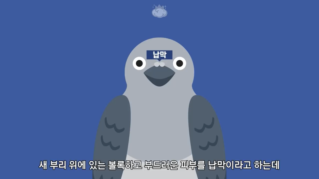 거리에 비둘기가 이렇게 많은데 왜 새끼 비둘기는 안 보일까? | 인스티즈