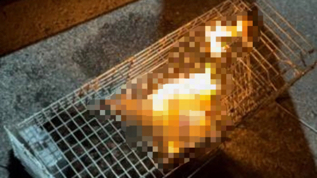 디씨인사이드 야옹이 갤러리 역대만행정리 (잔인함 주의) 사진 | 인스티즈