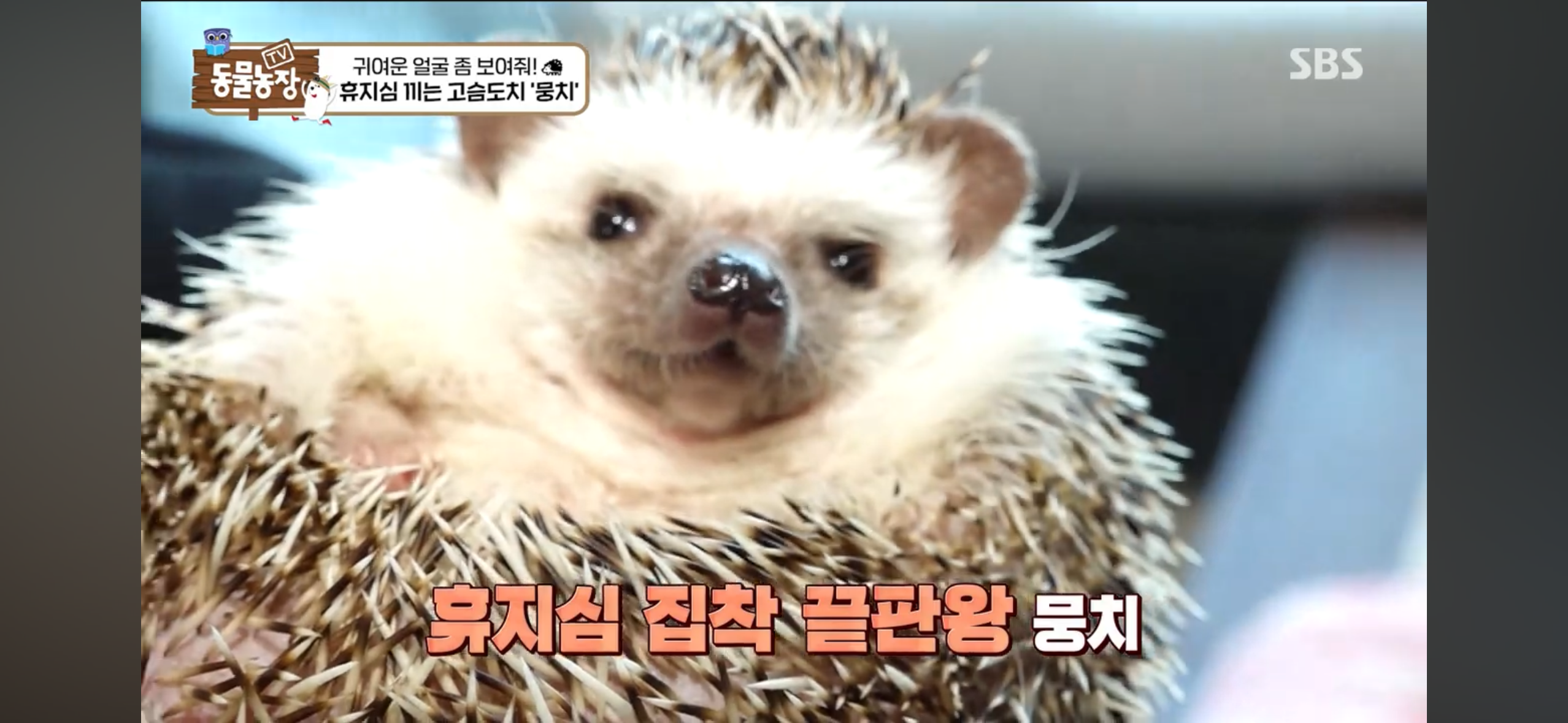 따봉고슴도치 휴지심 좋아도치 | 인스티즈