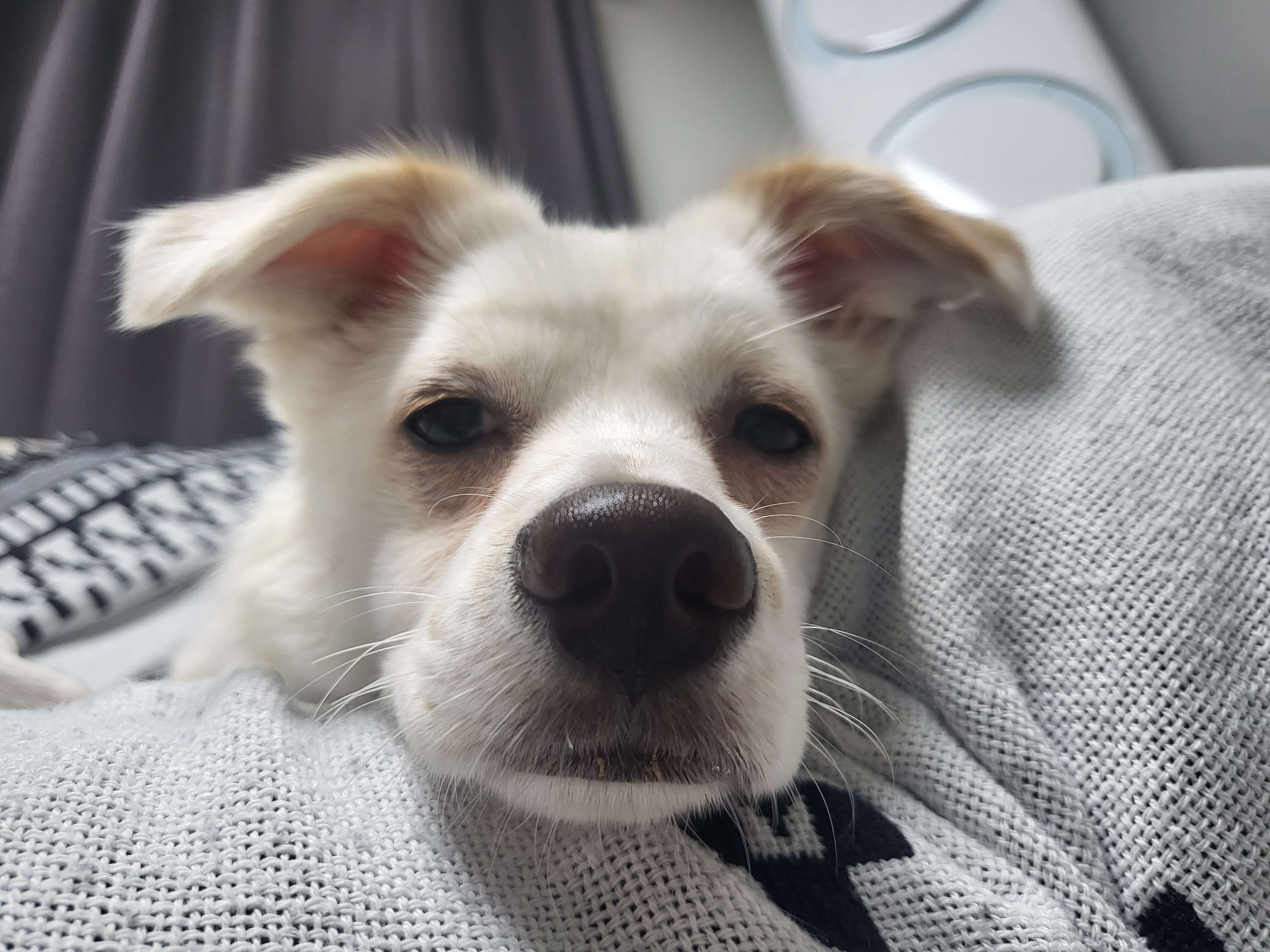 인간인 나보다 표정이 다양한 강쥐.. | 인스티즈