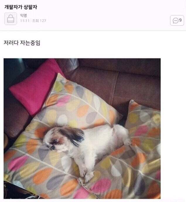 아빠가 개새랑 외출했다고 사진 보내줌 | 인스티즈