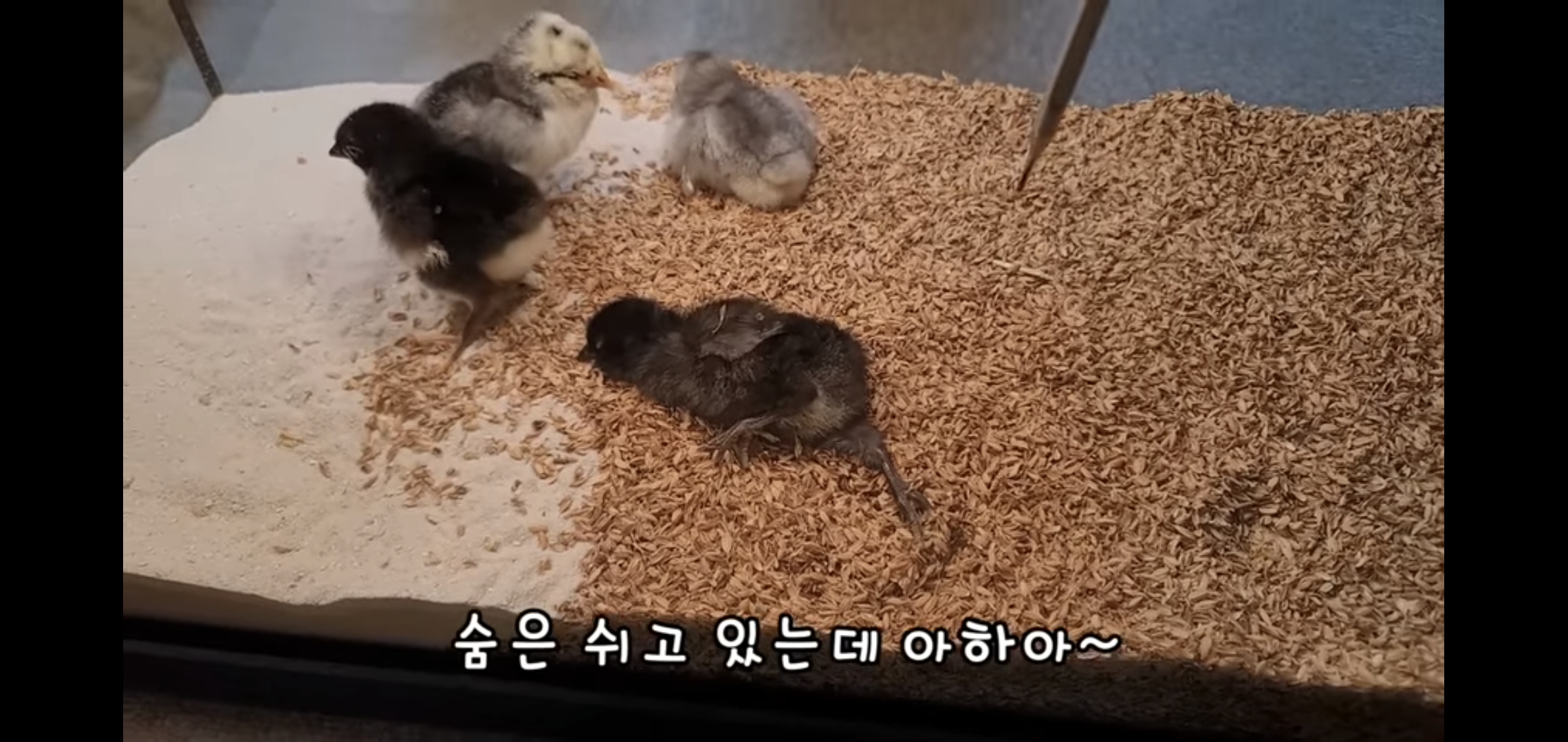 오늘자 폭력적이고 불쌍한 영상 올린 유튜버 매탈남.jpg | 인스티즈