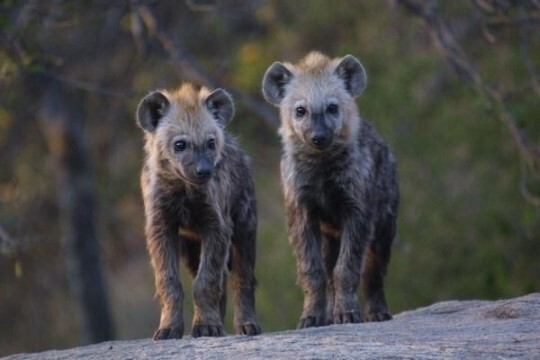 🙋‍♀️암컷 하이에나가 갖고 있는 신체적 특징이 뭔지 알아?🙋‍♀️ | 인스티즈
