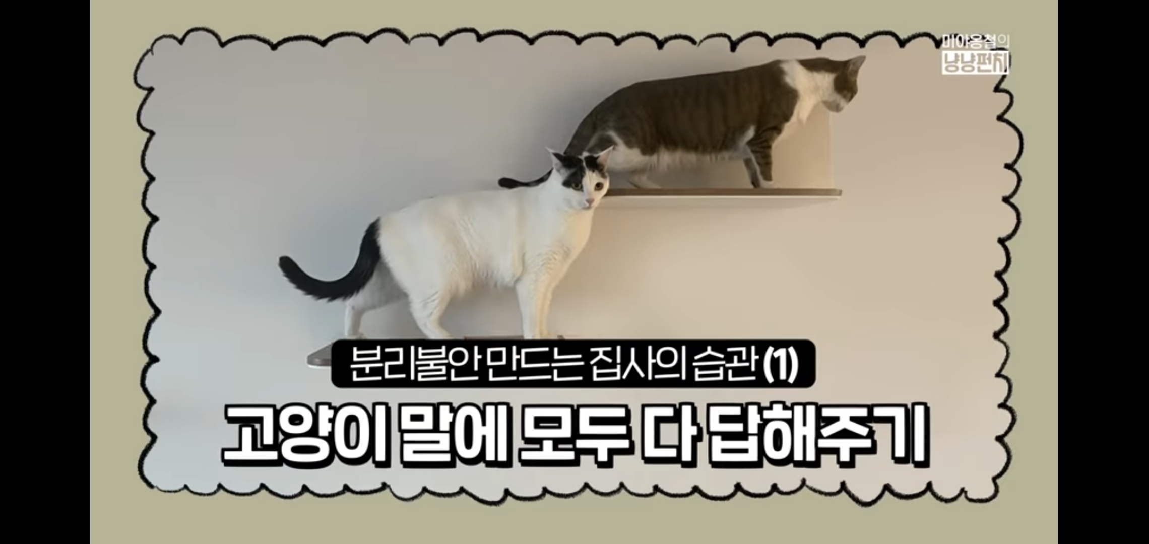 고양이 분리불안을 만드는 집사의 5가지 행동.jpg | 인스티즈