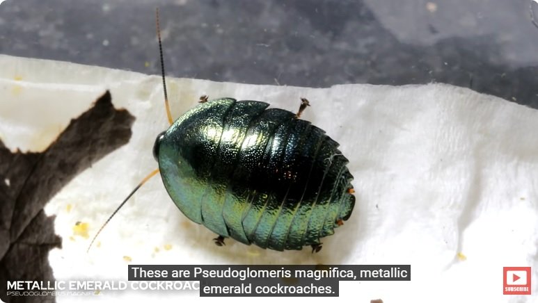 거대한 수조에 열대우림 환경을 조성해놓으면 생기는 일 - 2 | 인스티즈