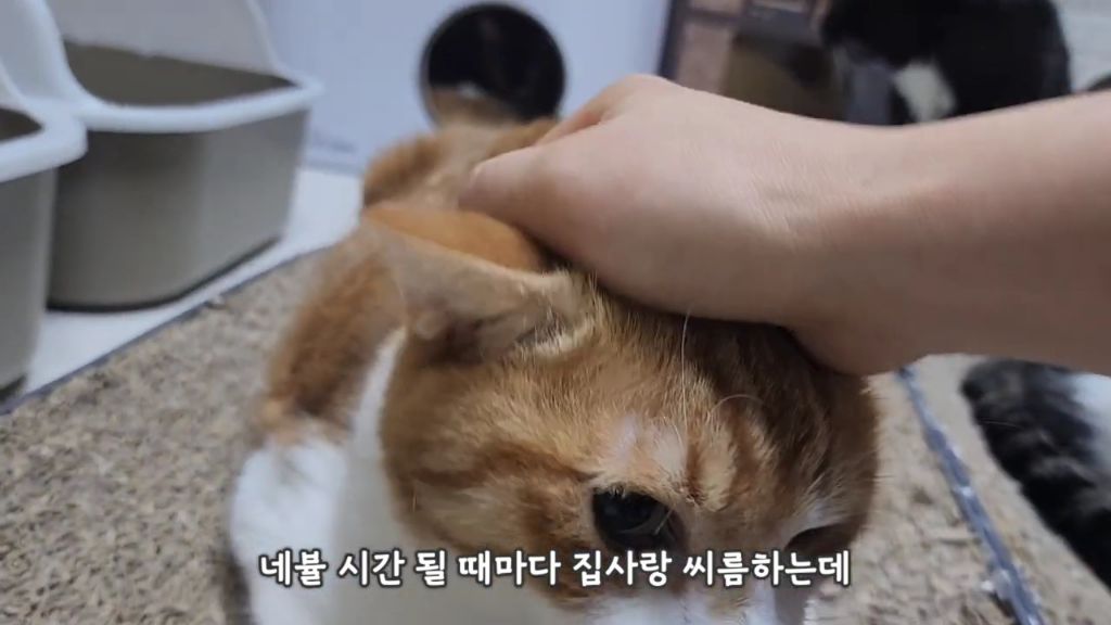 22똥괭이네) 화나서 세모눈된 고양이 😾 | 인스티즈