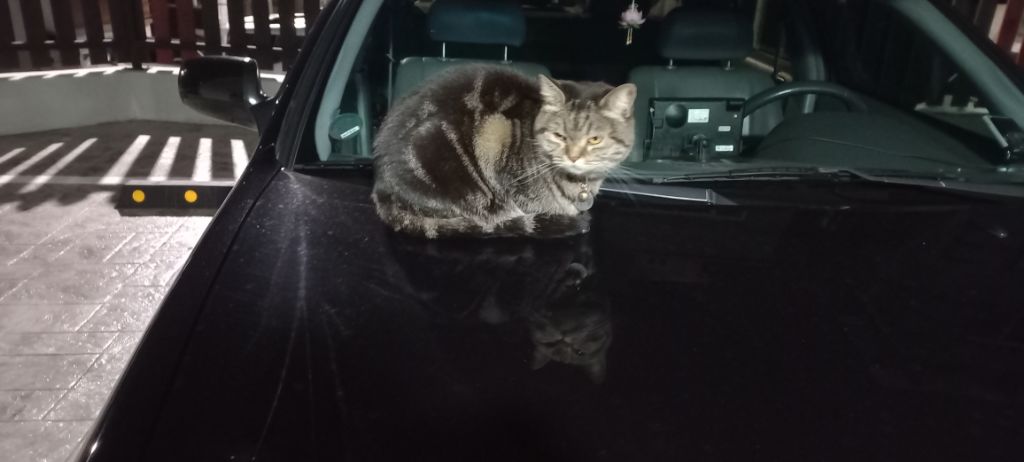 길에서 고양이 보면 사진을 안 찍고는 지나갈 수 없는 병에 걸림 😚🐈‍⬛🐈 | 인스티즈
