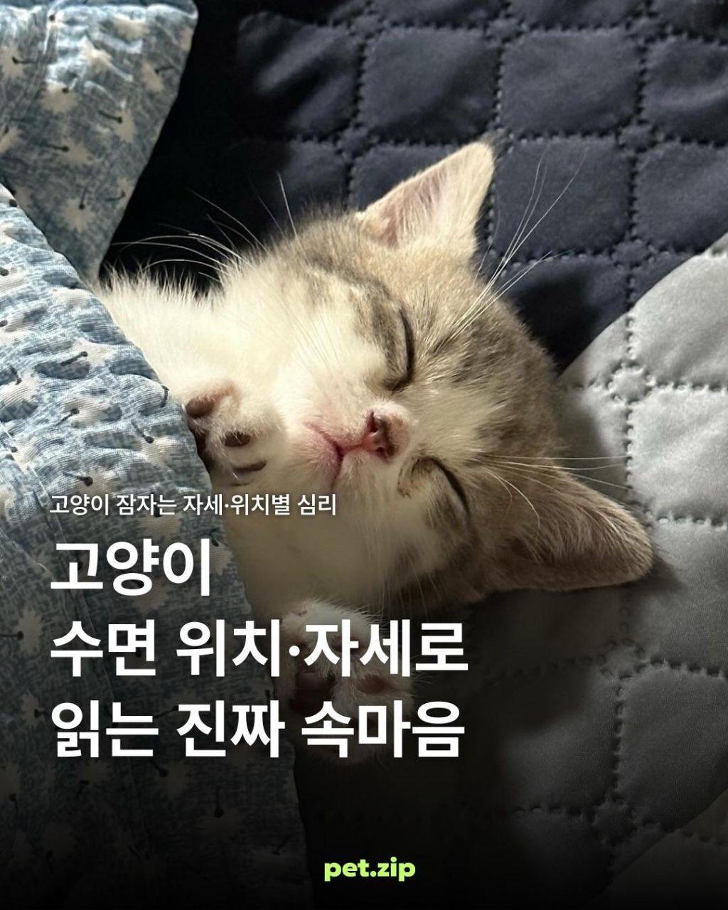 고양이 수면,위치 자세로 읽는 진짜 속마음 | 인스티즈