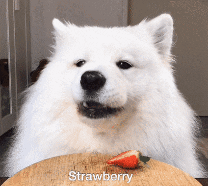 아스파라거스를 먹은 강아지 반응 gif | 인스티즈