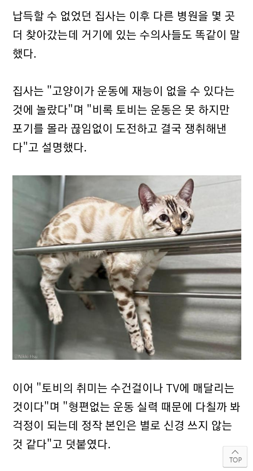 고양이가 걱정되어 동물병원에 데려갔는데, 운동신경이 없단다 | 인스티즈