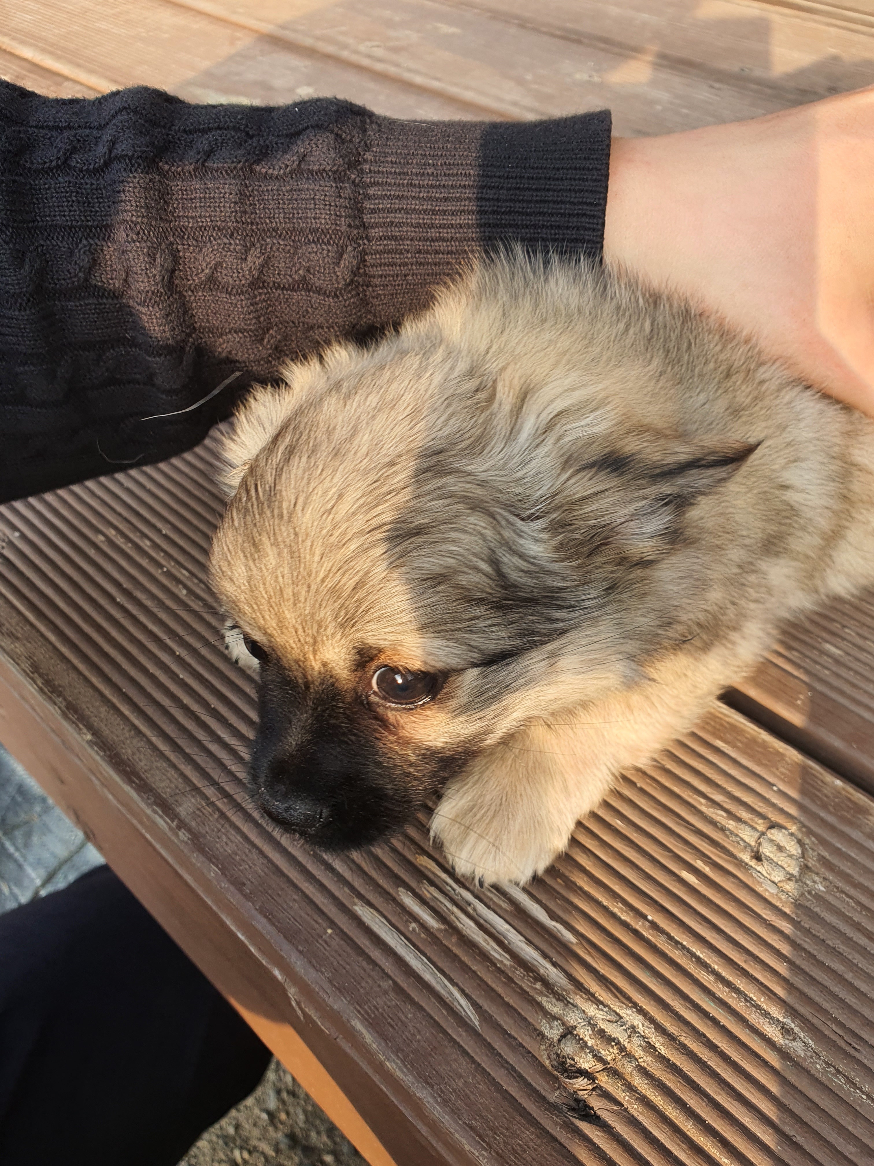 동네 친한 강아지 새끼낳았는데 나 자꾸 따라다녀 (동물농장/ 사진많음) +사진추가 | 인스티즈