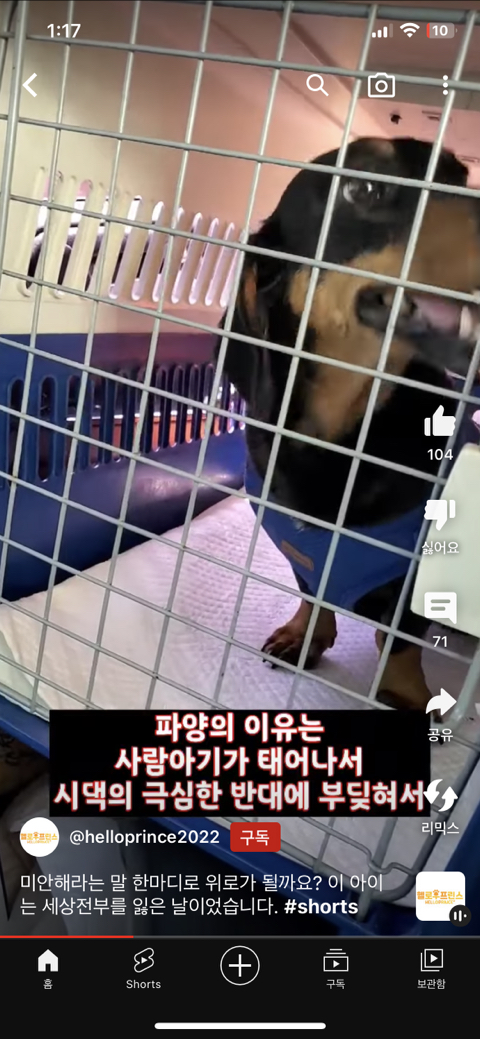 아이가 태어나서 파양되는 강아지 모습 | 인스티즈