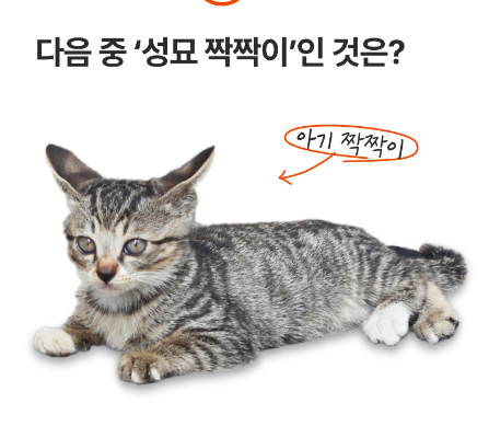 그대로 큰 아기 고양이들 | 인스티즈