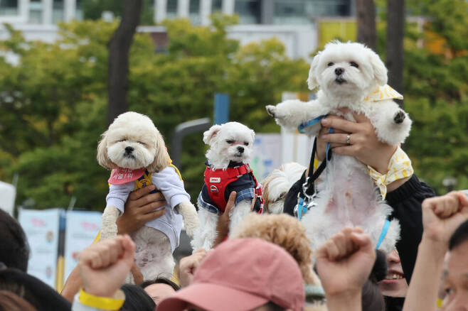 2023 서울 반려동물 한마당 축제 "댕댕이 패션런" | 인스티즈