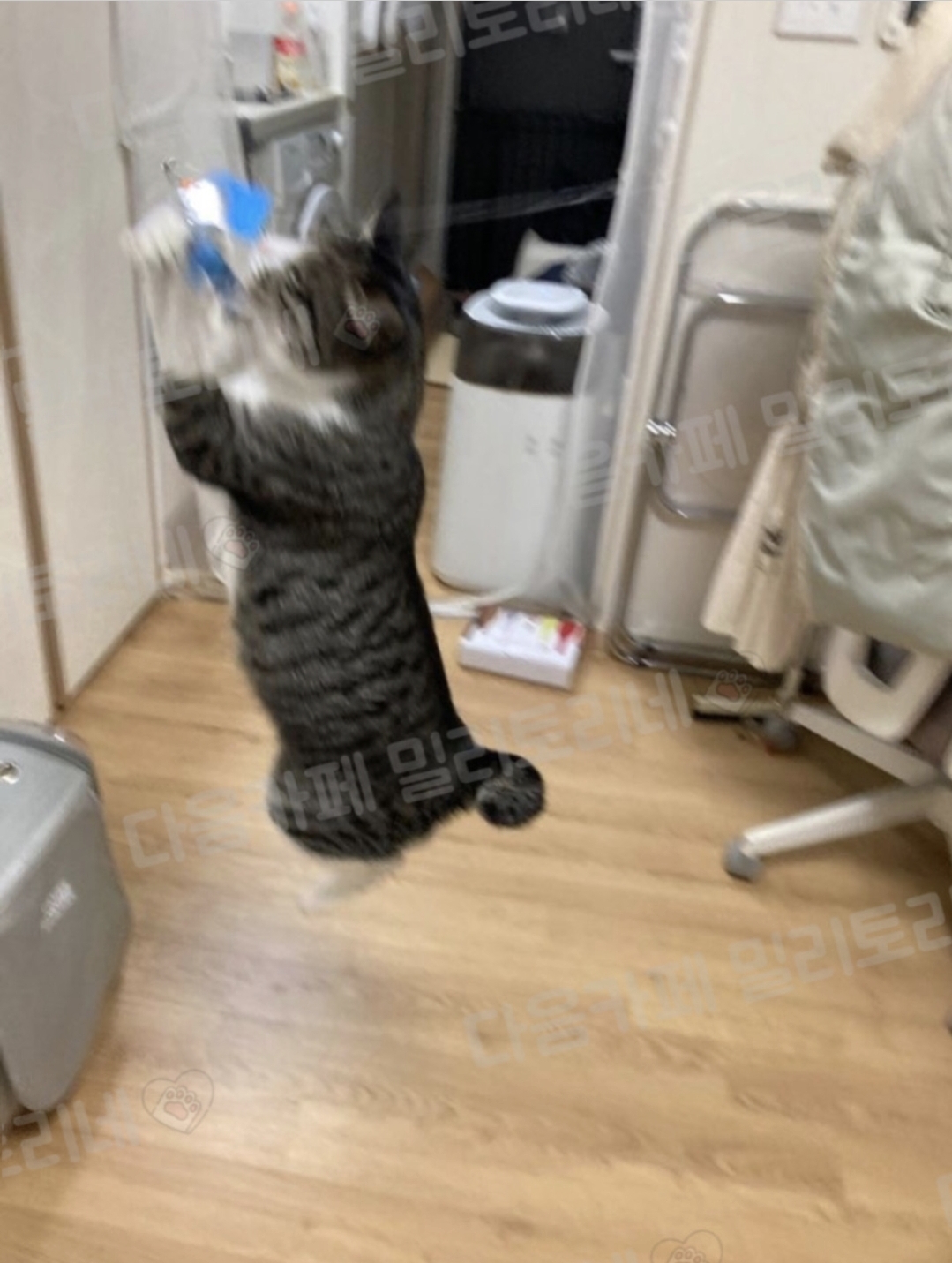 나 여행가서 고양이 펫시팅 맡겻거든 | 인스티즈