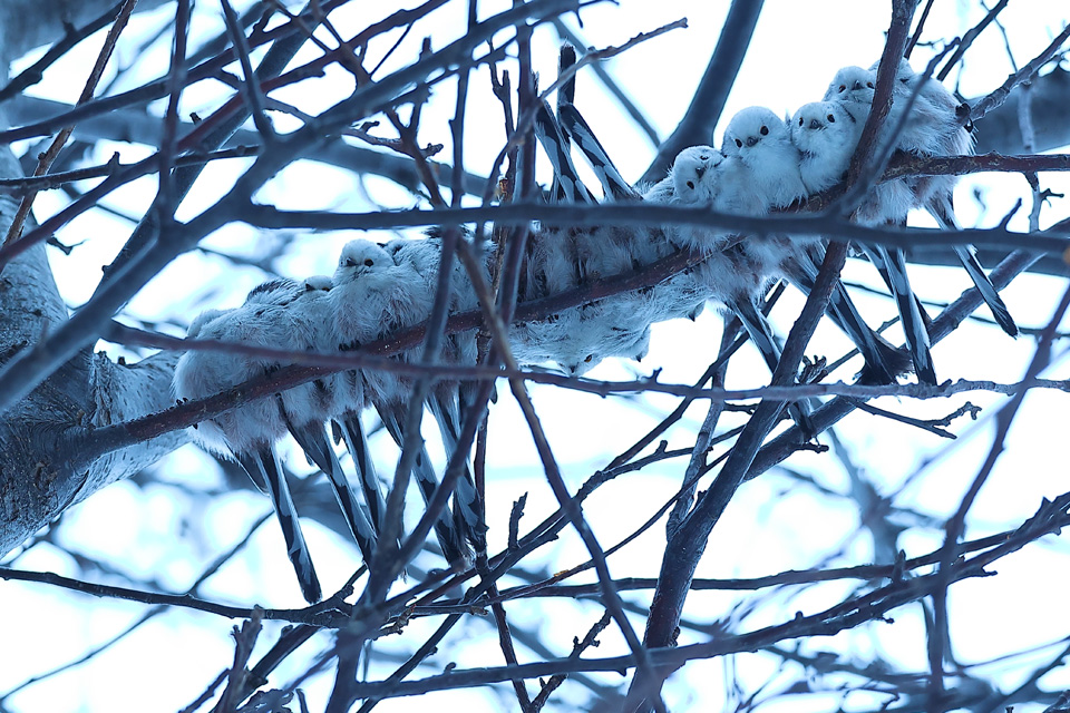 흰머리 오목눈이는 서로의 체온으로 몸을 데우기 위해 1열로 잔다는 거 알고 있었어? 💬 | 인스티즈