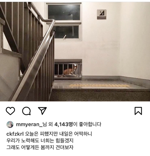 길에서 살아가는 고양이들 모습을 담은 인스타 | 인스티즈