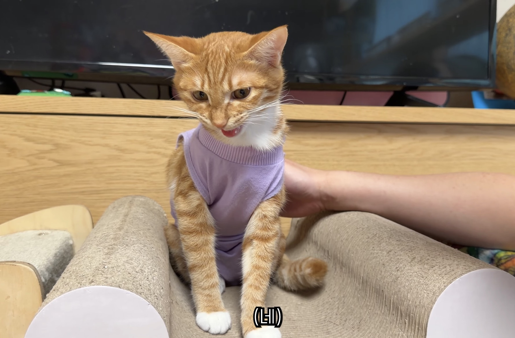 중성화 후 얌전해진 언더월드 칠복이 | 인스티즈