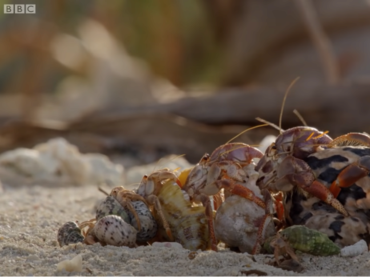 소라게의 새 집 구하기 | 인스티즈