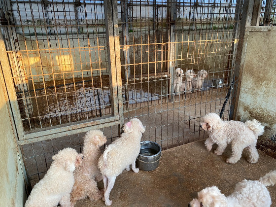 어떤 삶이었을까. 번식장, 미용 실습견, 쓰임을 다해야만 끝나는 삶이라는 건 | 인스티즈
