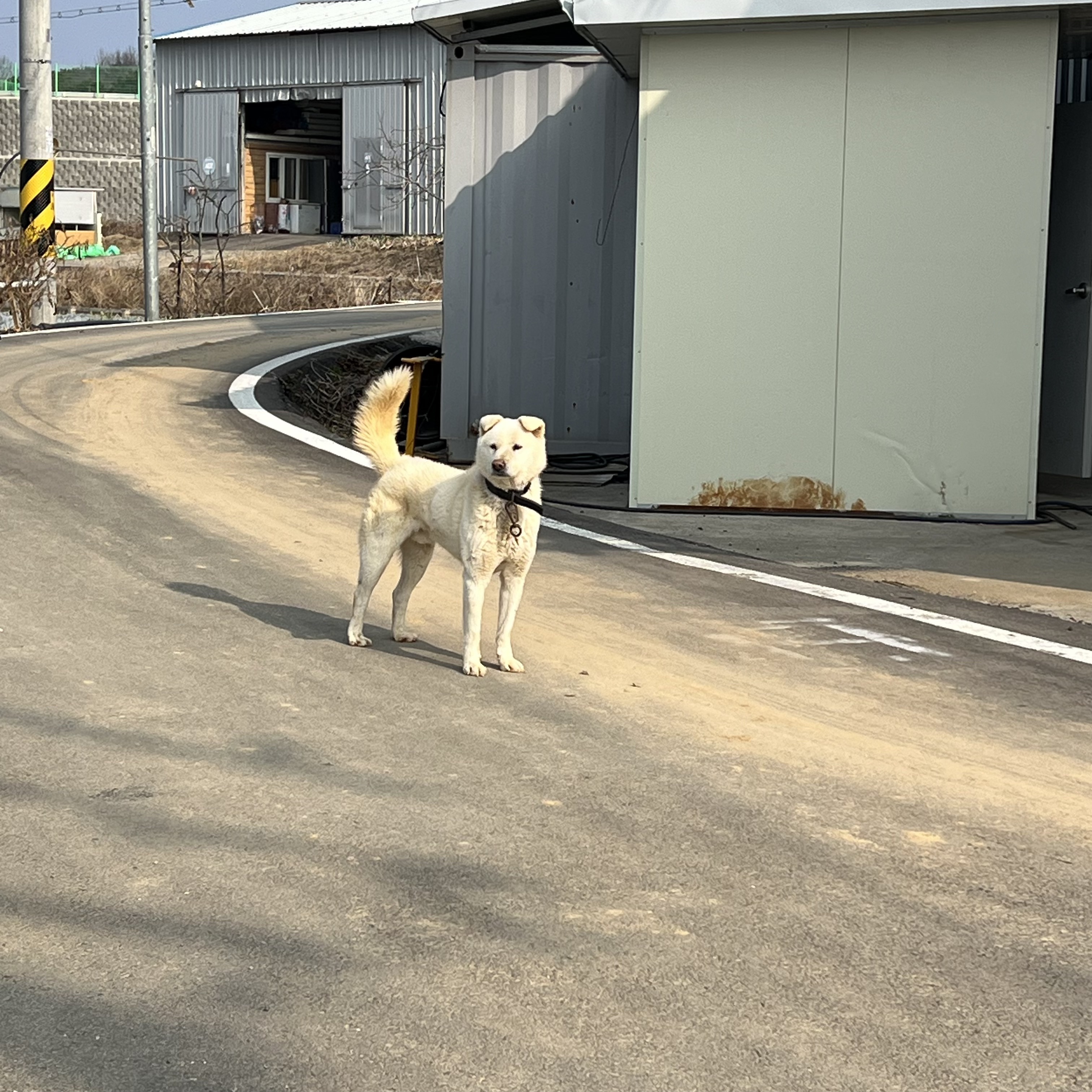 할머니집 시골개 산책시켜주고 왓다내요 | 인스티즈